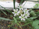 allium tuberosum