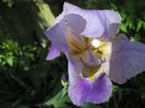 iris