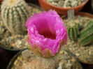 Echinocereus reichenbachii v. baileyi