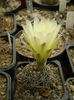 GYMNOCALYCIUM SCHATZLIANUM