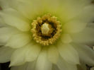 GYMNOCALYCIUM SCHATZLIANUM