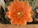 Rebutia buiningiana
