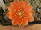 Rebutia buiningiana