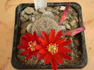 Rebutia albopectinata