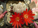Rebutia albopectinata