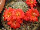 Rebutia tarvitaensis