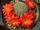 Rebutia tarvitaensis
