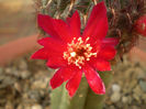 Sulcorebutia mentosa