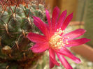 Sulcorebutia mentosa