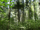 DSCF7718