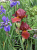 iris roscat