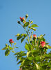 Rose Blaze Superior (2013, May 12)