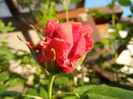 Rose Blaze Superior (2013, May 12)