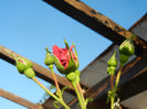 Rose Blaze Superior (2013, May 12)