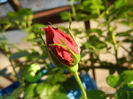 Rose Blaze Superior (2013, May 12)