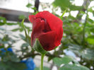 Rose Blaze Superior (2013, May 13)
