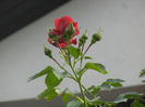 Rose Blaze Superior (2013, May 13)