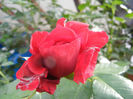 Rose Blaze Superior (2013, May 13)