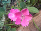 Dianthus Kahori (2013, May 12)
