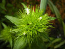 Dianthus barbatus (2013, May 12)