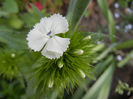 Dianthus barbatus (2013, May 13)