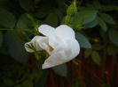 Rosa canina_Dog Rose (2013, May 12)