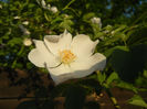 Rosa canina_Dog Rose (2013, May 12)