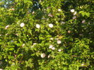 Rosa canina_Dog Rose (2013, May 12)
