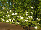 Rosa canina_Dog Rose (2013, May 12)