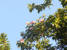Rosa canina_Dog Rose (2013, May 12)