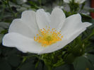 Rosa canina_Dog Rose (2013, May 13)