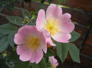 Rosa canina_Dog Rose (2013, May 13)