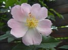 Rosa canina_Dog Rose (2013, May 13)
