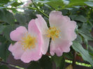 Rosa canina_Dog Rose (2013, May 13)