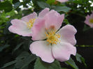 Rosa canina_Dog Rose (2013, May 13)