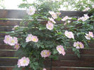 Rosa canina_Dog Rose (2013, May 13)