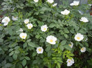 Rosa canina_Dog Rose (2013, May 13)
