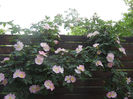 Rosa canina_Dog Rose (2013, May 13)