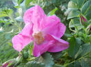 Rosa rugosa (2013, May 12)