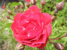 Rose Leipzig (2013, May 13)