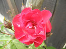 Rose Leipzig (2013, May 13)