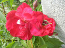 Rose Leipzig (2013, May 13)