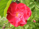 Rose Leipzig (2013, May 13)