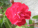 Rose Leipzig (2013, May 13)