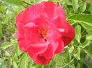 Rose Leipzig (2013, May 13)