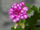 Pelargonium Nuante frez