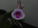 hybrid