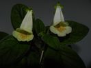 Conspicua