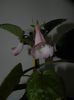 MG`s Soft Pink