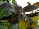 alta episcia